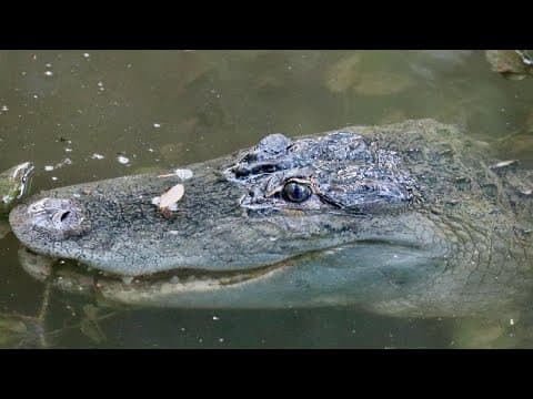 Authorities issued a warning after an alligator was spotted in North Texas