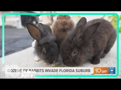 Bunny boom: Invasive rabbits have some Florida neighbors hopping mad