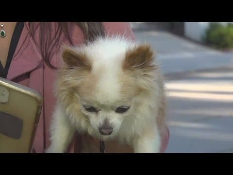 San Diego ranks 5th in US for dog attacks on mail carriers