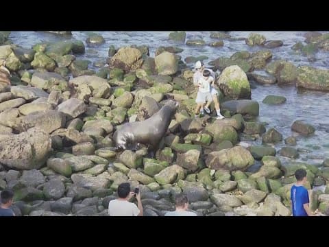 More sea lion, human close encounters at La Jolla Cove in San Diego prompt concerns