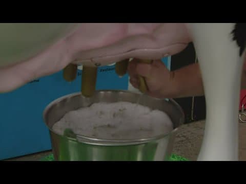 National Western Stock Show exhibit simulates milking cows