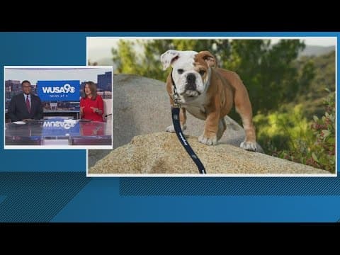 This 4-month-old puppy is Georgetown University’s new mascot