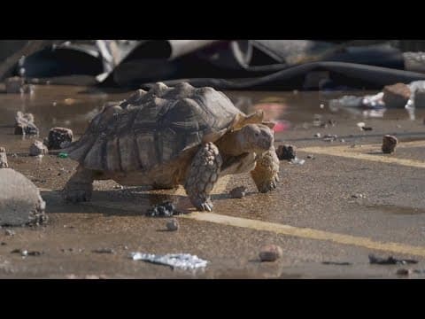 Hundreds of exotic animals killed in fire at Dallas shopping center
