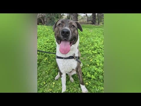 Record number of dogs need homes in San Diego