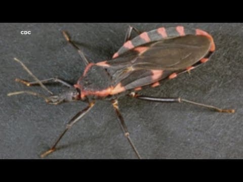 Experts in Texas warn that potentially deadly 'kissing bug' disease is spreading