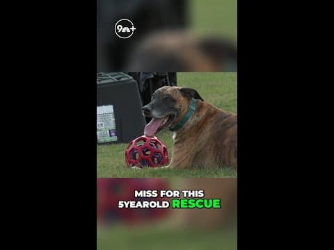 Dog starts battery fire