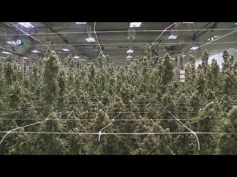 Medical marijuana facility prepares for recreational use this summer