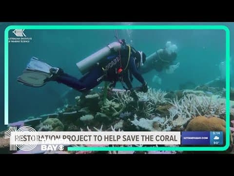 Veterans dive to restore coral in Florida
