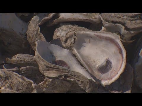 Weeks of rain ruins Galveston Bay's oyster industry for years