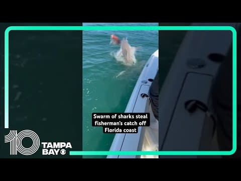 Sharks steal fish, attack boat off #Florida coast in viral video