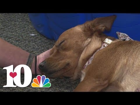 Unicoi Co. Dispatch member recounts when Helene landed, how she met Stella the dog