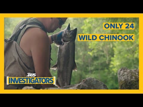 Skagit River summer-fall Chinook population expected to hit 15-year low