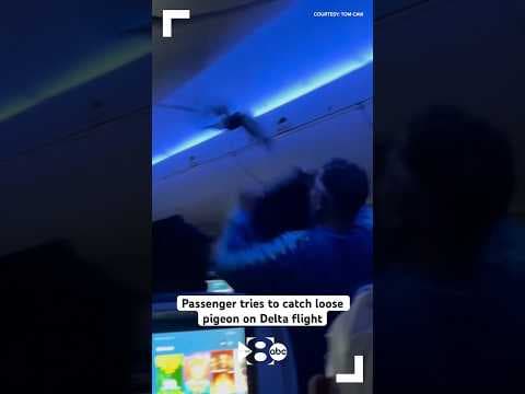 Passenger tries to catch loose pigeon on Delta flight