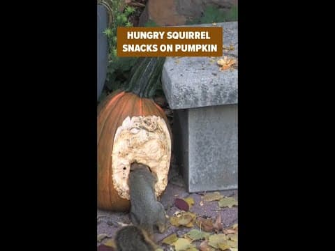 Squirrel feasts on pumpkin