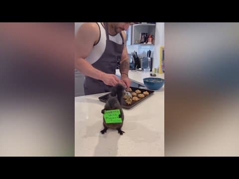 The man who took in orphaned Peanut the squirrel says it’s ‘surreal’ officials euthanized his pet