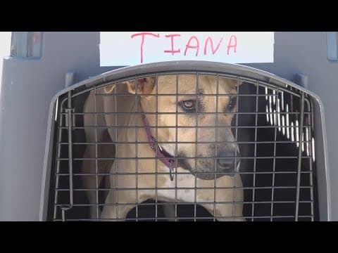 20 Years After Katrina: Keeping Pets Safe with LASPCA