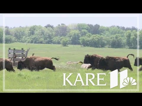 Bison are back at the Belwin Conservancy in Afton