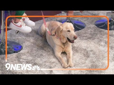 Tips to prepare pets for allergy season