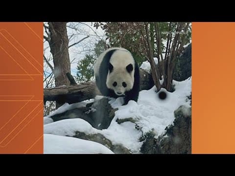 Giant pandas get ready to meet fans