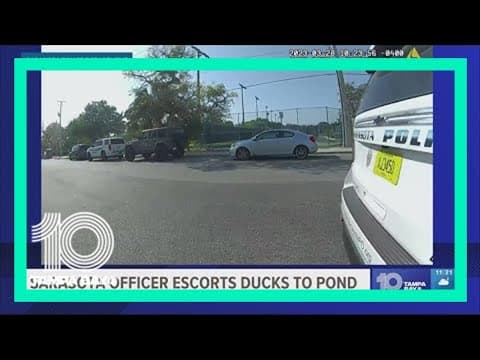 Sarasota officer escorts flock of ducks to nearby pond
