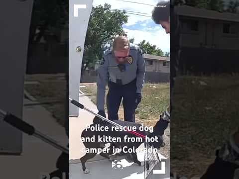 Police rescue dog and kitten from hot camper in Colorado