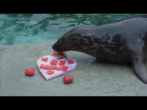 Valentine's Day gifts for Chicago area zoo animals