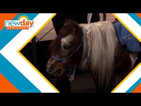 Arlington's mini equine rescue - New Day NW
