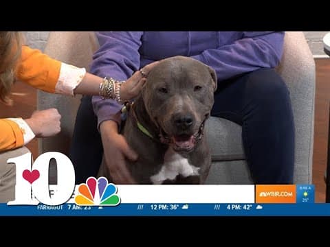 Pet of the Week: Smokey