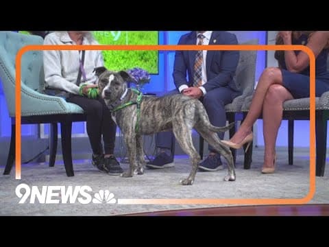 Sweet dog needs a forever home