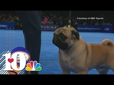 Vito the Pug wins Best in Show at 2024 National Dog Show