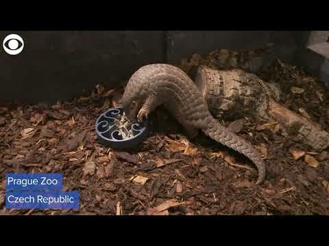 Pangolins make their public debut at Prague Zoo