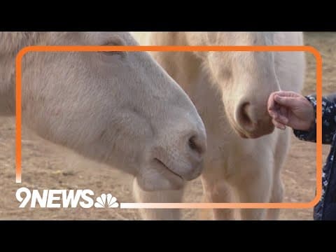 Colorado judge strikes down BLM's wild horse adoption program, saying it violated federal law