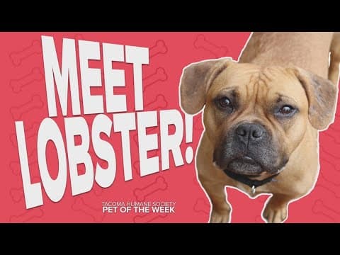 Pet Rescue of the Week: Lobster