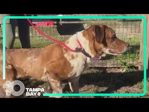 SPCA Tampa Bay hosts Clear the Shelter event, waives adoption fees