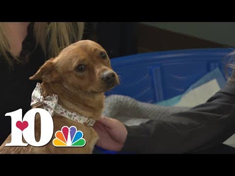 East TN dispatch center adopts lost dog found after Helene