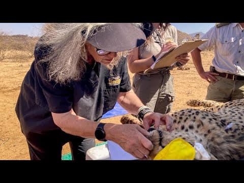 Meet the woman saving cheetahs from extinction