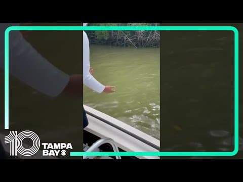 Florida man bitten by shark, pulled into water in the Everglades