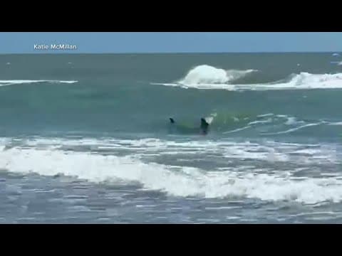 Series of shark attacks reported over the 4th of July holiday