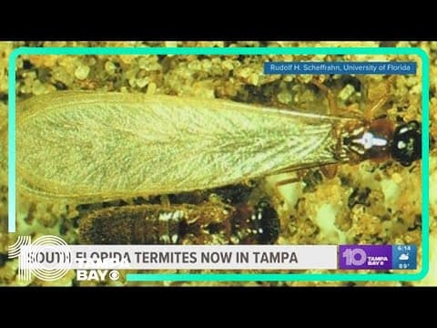 Here are the signs you need to look for when searching for termite damage