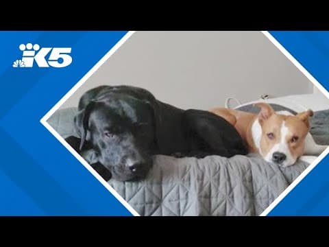 Two dogs killed, two missing in Oak Harbor
