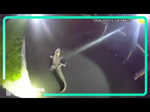 High-speed pursuit: Police chase, capture runaway alligator