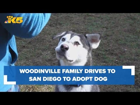 Welcome home, Harvey! Woodinville family drives over 2,500 miles to adopt dog