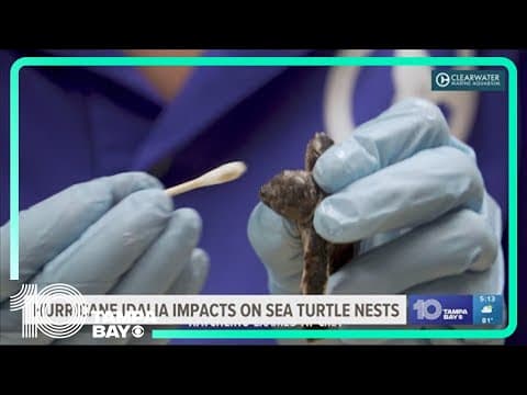 Idalia wiped out more than 80% of existing sea turtle nests in Northern Pinellas County