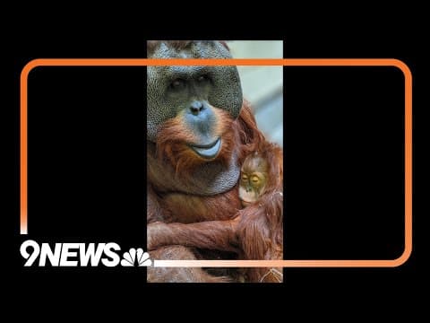 Denver Zoo orangutan Berani dies at 32