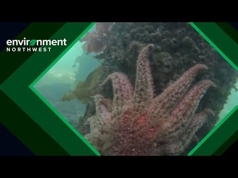 UW scientists see hope as they monitor lab-grown sea stars in the wild