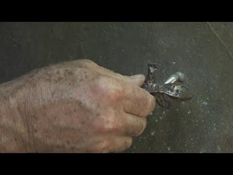 Downtown Knoxville scavenger hunt: Find the newts!