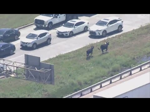 Cows leaving RodeoHouston get loose on I-45 near The Woodlands