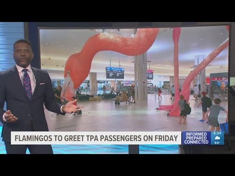 Live flamingos to join giant statue at TPA to greet travelers