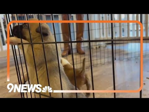 Proposed rule changes could have major impact on Colorado animal rescues