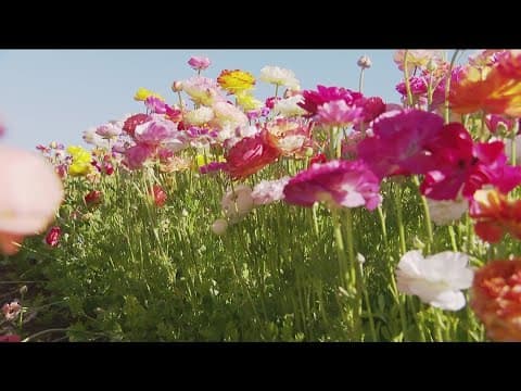 Celebrating spring at the Carlsbad Flower Fields